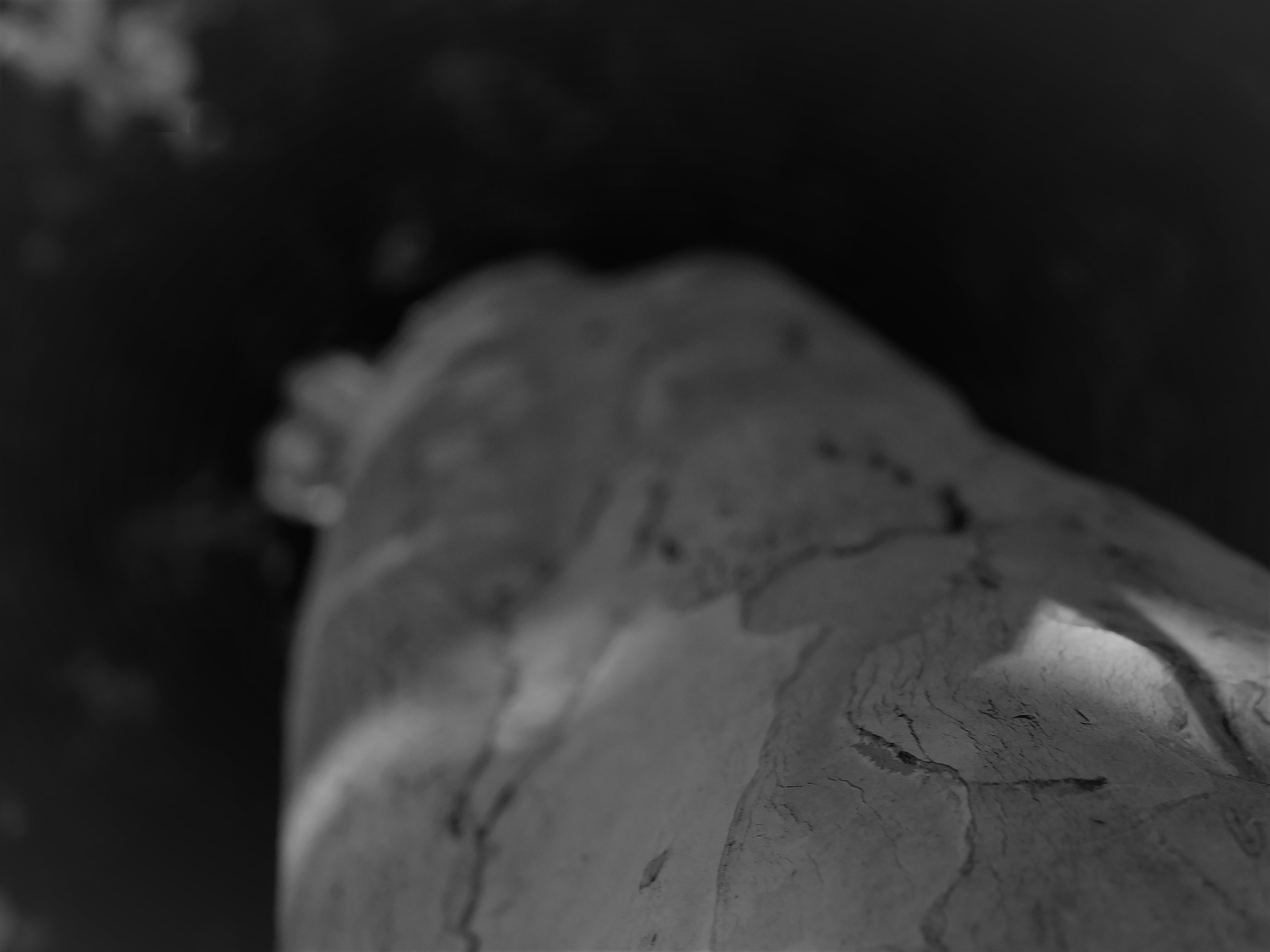 Tree Image