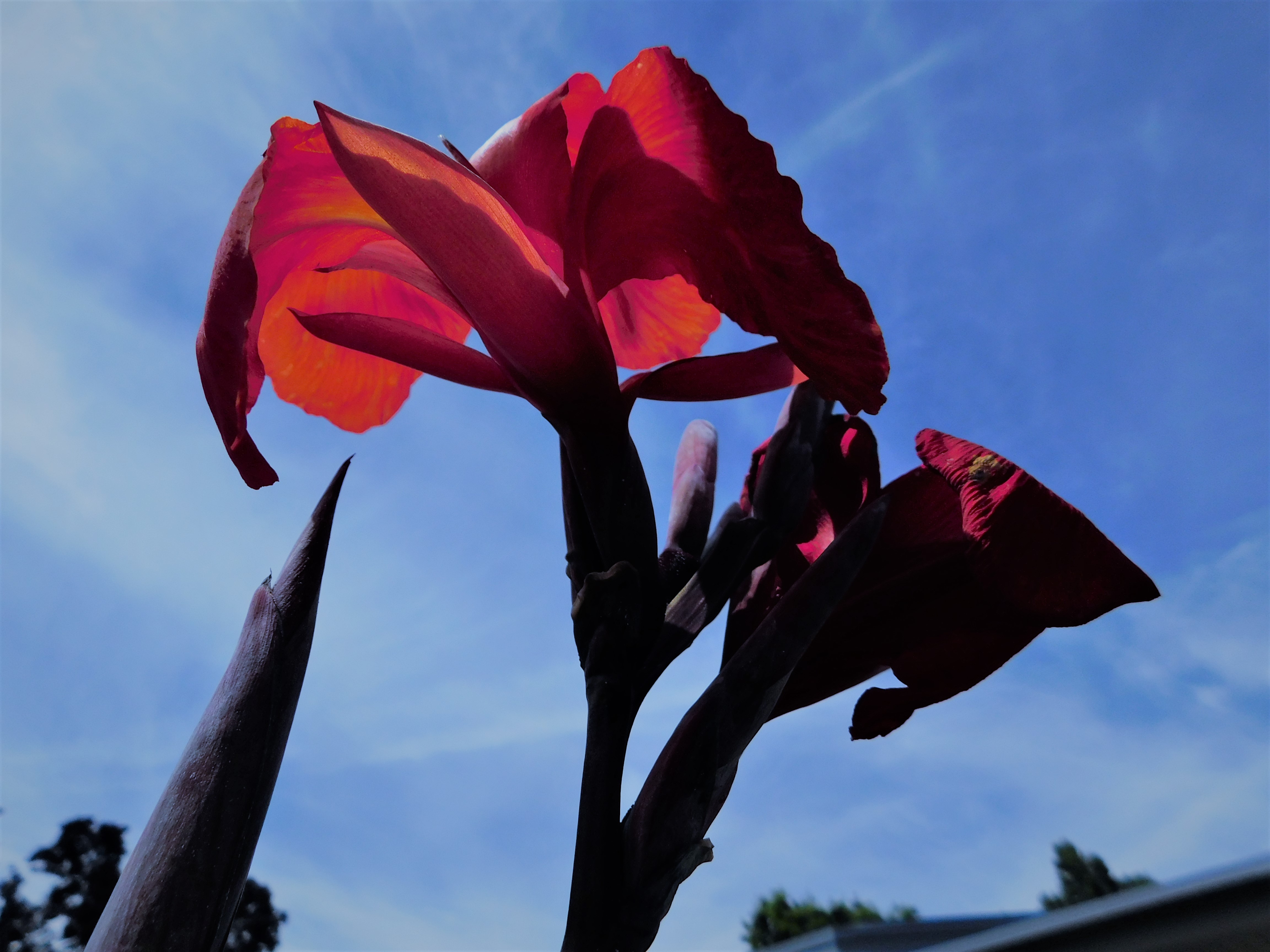 Flower Image