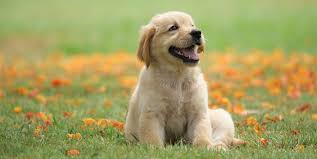 dog picture